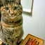 画像 　　　茶と猫と。のユーザープロフィール画像