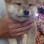 画像 柴犬こぶしのうきうきブログのユーザープロフィール画像