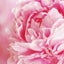 画像 Mieshaの花詠みつづりのユーザープロフィール画像