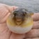 エギた・ボンの！釣りしてみた
