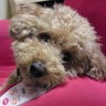 ゆみぽんのプロフィール
