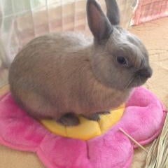 ペットショップで 売れ残ったうさぎは食べる と表示 うさうさ Life ペットショップで 売れ残ったうさぎは食べる と表示 うさうさ Life