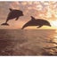 画像 空飛ぶイルカのブログのユーザープロフィール画像