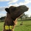 駱駝のサムネイル