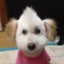 画像 犬の美容学校の先生がシャンプーカットの専門店を出しました。「ワンコファースト」の店　三鷹ワンワン美容室　おかげさまで創業２6年。のユーザープロフィール画像