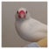 しろくろ文鳥の毎日