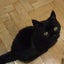 画像 Calico Catのユーザープロフィール画像