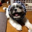 画像 シーズー犬 ☆空ちゃんと明ちゃんの日記のユーザープロフィール画像