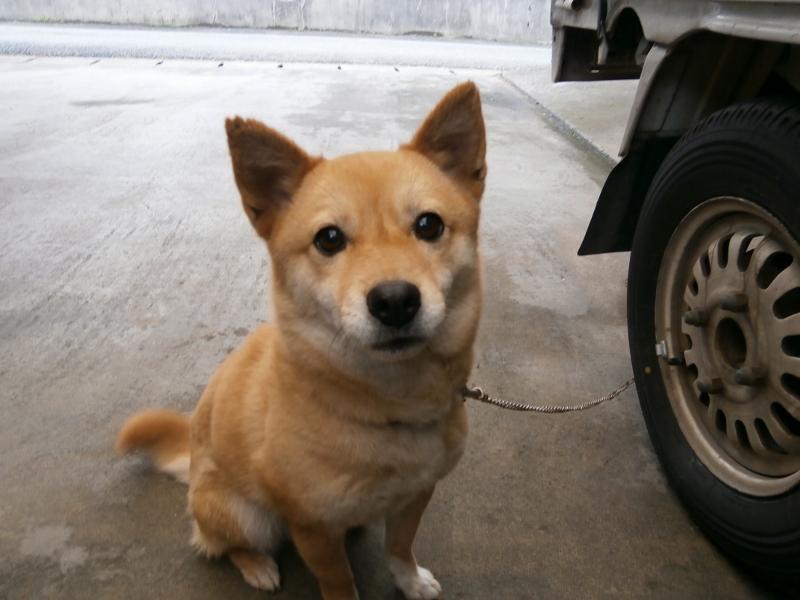 だいごろ