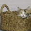 画像 名古屋　保護猫カフェ　ひとやすみな日々のユーザープロフィール画像