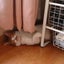 ふうのサムネイル