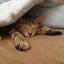 にこちゃんのサムネイル