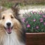 画像 愛犬ナナミミとお気楽ガーデニングのユーザープロフィール画像