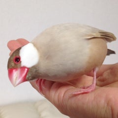 ジェーンのプロフィール