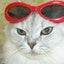画像 鎌倉猫・材木座のリリア＆キキのユーザープロフィール画像