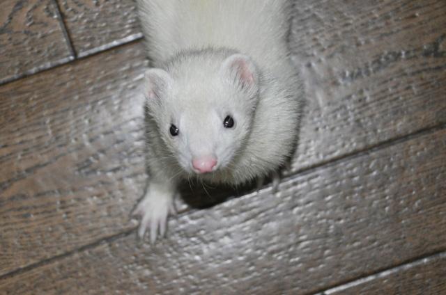 ferret-Riku(shun)