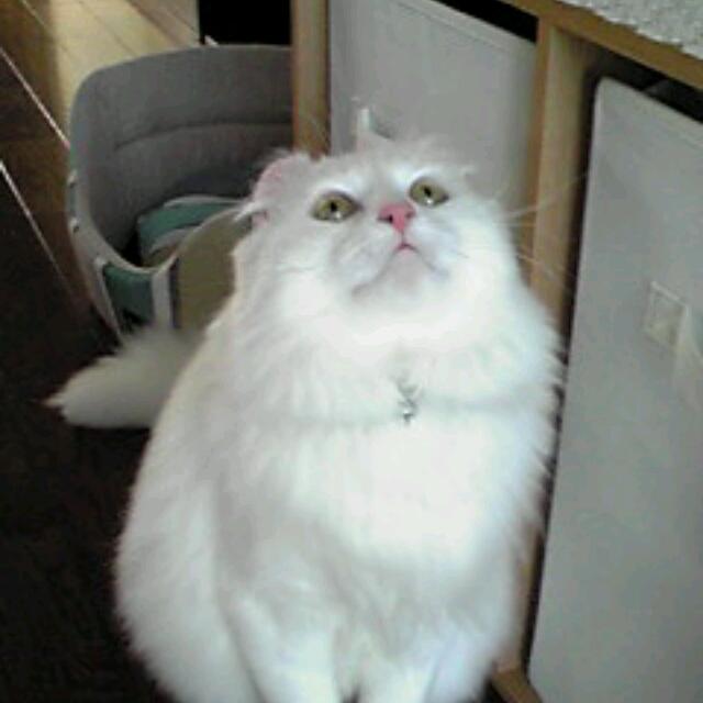 rui