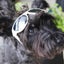 画像 わかば犬猫病院～横浜西口駅前～わんにゃんブログ☆のユーザープロフィール画像
