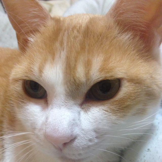 にゃん吉(^-^)v