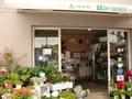 千葉県流山市花・みずの