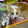 つんくみのプロフィール