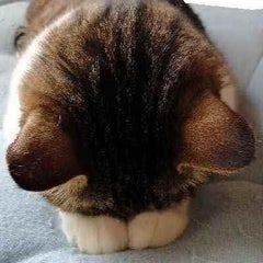 ねこあつめ壁紙解放条件追加 せいのブログ ねこあつめ壁紙解放条件追加 せいのブログ