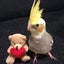 画像 オカメ♡インコ♡スンコのユーザープロフィール画像