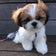 jasmineの香り(シーズー犬クゥのお話)