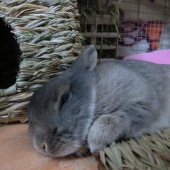 ますみん♂のプロフィール