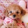 岡山県 ティーカップ プードル 子犬販売 ＣＵＴＥ ＦＡＭＩＬＹ ＨＯＵＳＥ