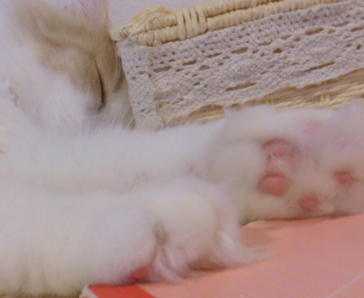 るあ｡