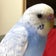 今日も幸せインコ臭