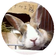寅とら日記～3rdシーズン～八ちゃん去りて黒三ちゃんきたる
