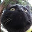 画像 黒猫キキ&チコちゃんともやもやのジイジのユーザープロフィール画像