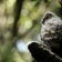 人まかせ、運まかせ、鳥日記
