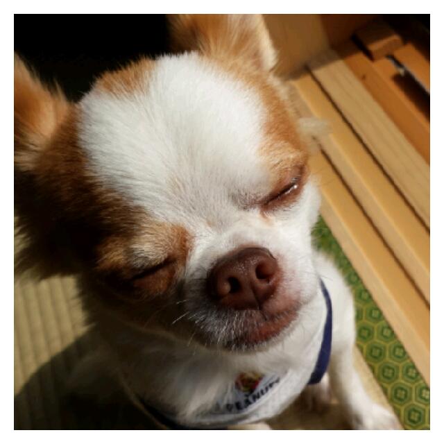 きゃおり