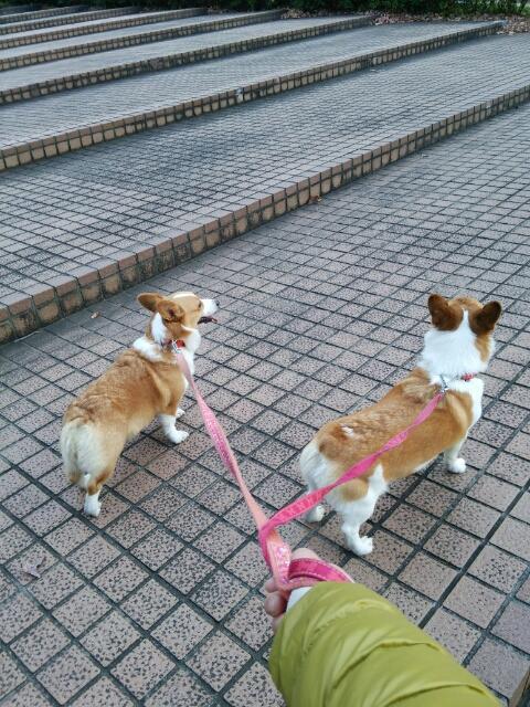 ひめたももた