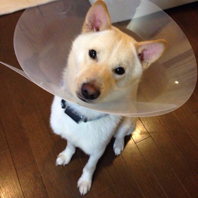すい太郎♪♪