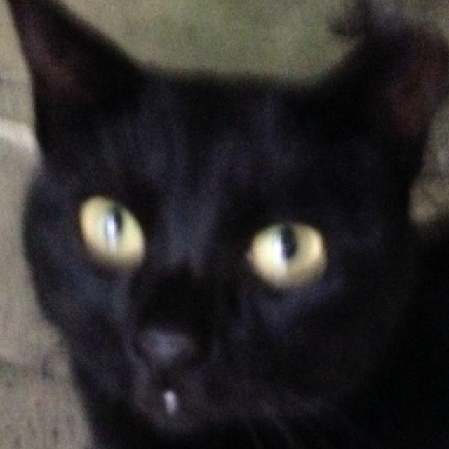マダオさん