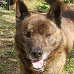 甲斐犬の毛色 友 甲斐犬の毛色 友
