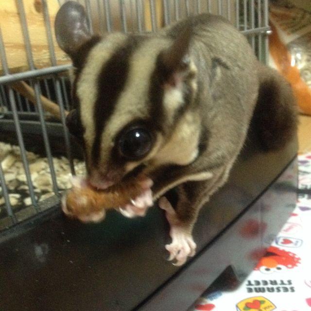 あいすまんʅ( ´・◡・｀)ʃ