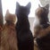 うちには猫ちゃんが15ニャンいるᓚᘏᗢ