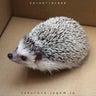 めいのプロフィール