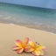 画像 malulani ハワイアンエステサロンのユーザープロフィール画像