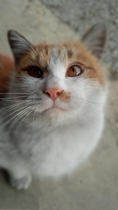 ねここ