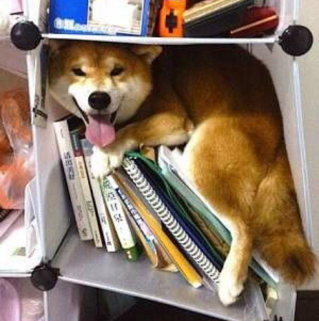 よういち