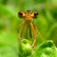 daphniaのサムネイル
