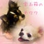 サフィルビパパのサムネイル