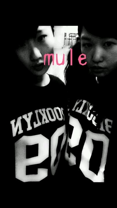 mule