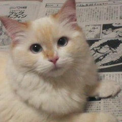 しいちゃんママのプロフィール